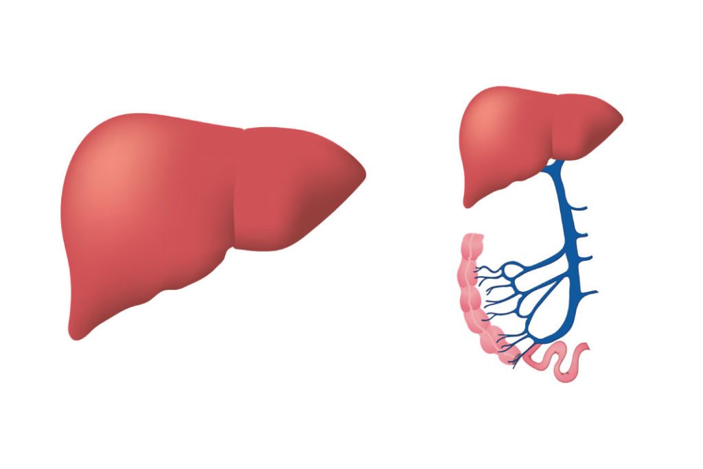 ciri ciri penyakit liver