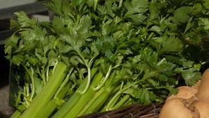 7 Obat Alami Asam Urat untuk Lansia yang Paling Ampuh