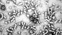 Hepatitis B Mudah Menular dan Menyebar