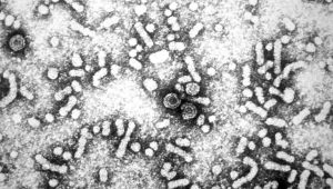 Hepatitis B Mudah Menular dan Menyebar