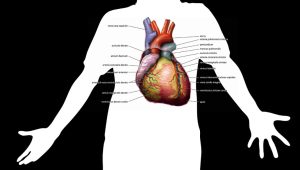 Tips Mencegah Hipertensi Kambuh pada Lansia