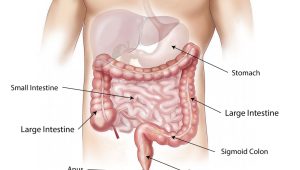 Rayakan Bulan Kesehatan Usus dengan Makan dan Tidur  Teratur