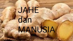 Kenalkah Jahe, Apa Beda Manusia dan Jahe?