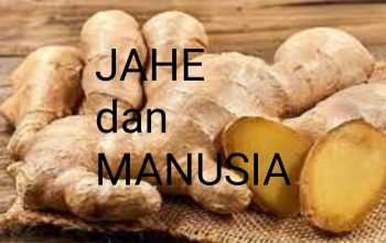 Kenalkah Jahe, Apa Beda Manusia dan Jahe?