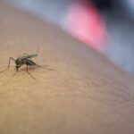 Orang Lanjut Usia Bisa Terkena Chikungunya