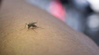 Mengapa Orang Lanjut Usia Bisa Terkena Chikungunya?