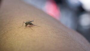 Mengapa Orang Lanjut Usia Bisa Terkena Chikungunya?
