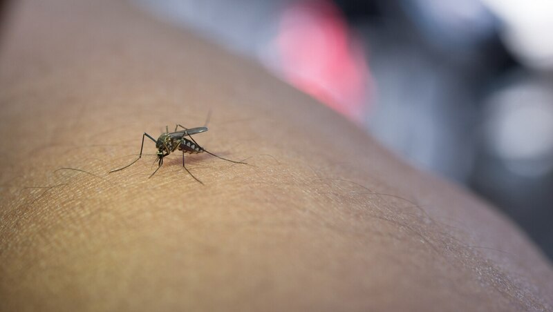 Orang Lanjut Usia Bisa Terkena Chikungunya