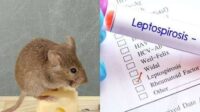 Musim Hujan Tiba, Leptospirosis Mengintai: Masyarakat Diminta Tingkatkan Kewaspadaan