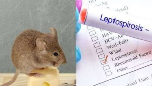 Musim Hujan Tiba, Leptospirosis Mengintai: Masyarakat Diminta Tingkatkan Kewaspadaan