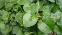 Rahasia Daun Binahong: Herbal Alami untuk Kesehatan yang Lebih Baik
