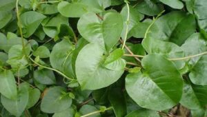 Rahasia Daun Binahong: Herbal Alami untuk Kesehatan yang Lebih Baik